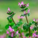 henbit