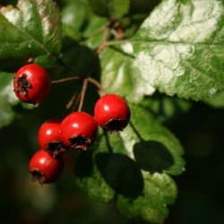 hawthorn berries
