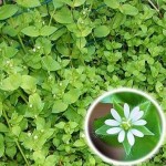 chickweed