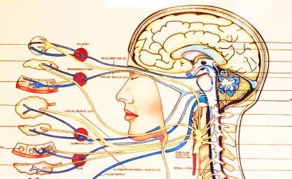 brainpic