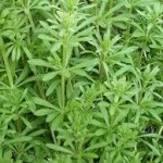 cleavers